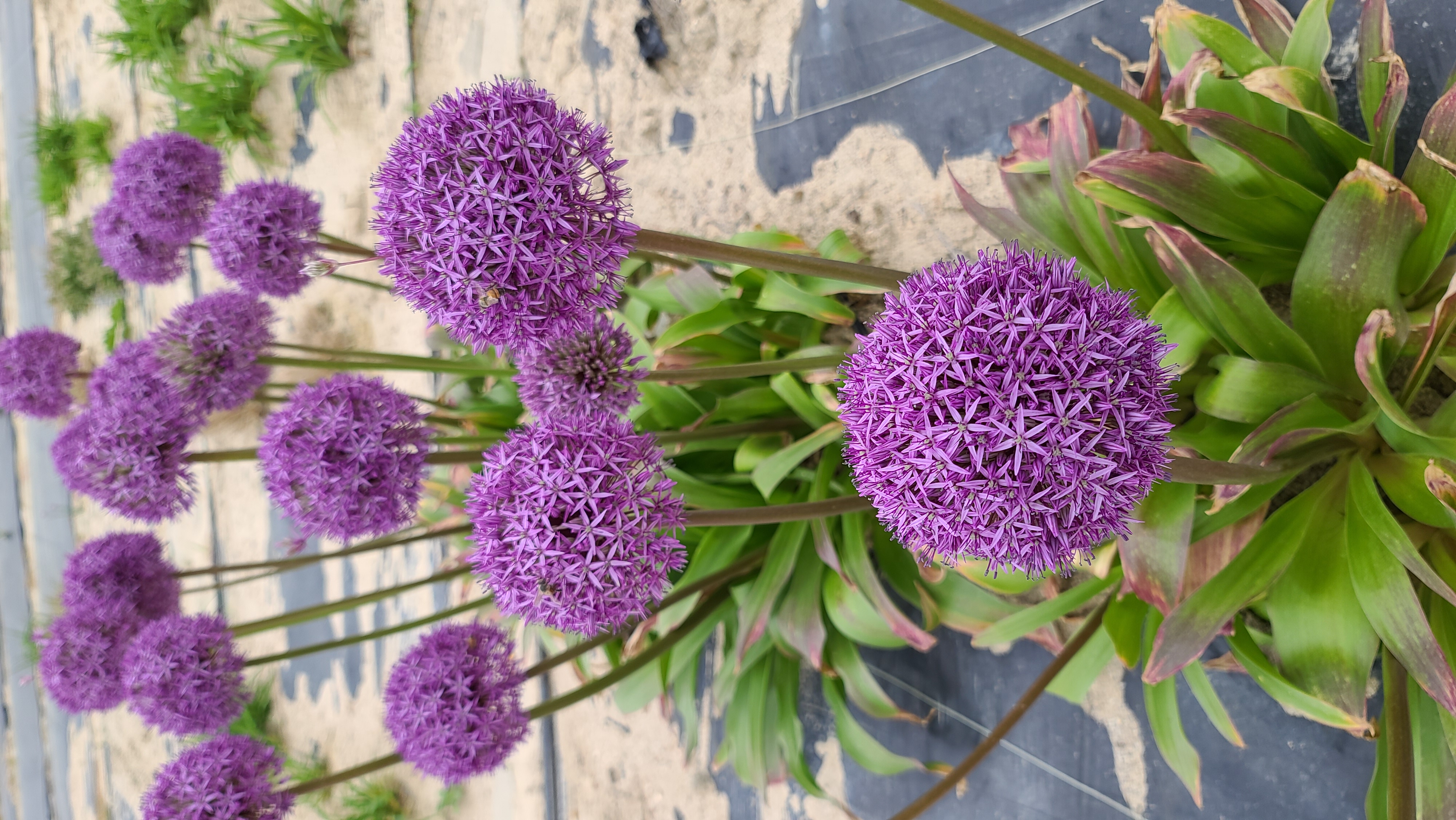 Allium 'Globemaster'